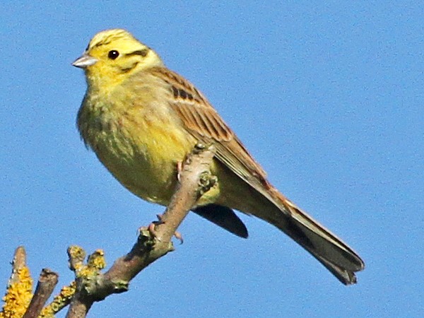 Birdlife at Cathedral Meadows