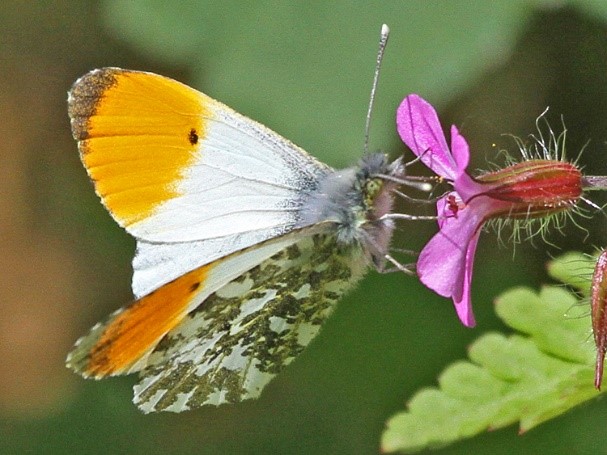 Wildlife at Cathedral Meadows 