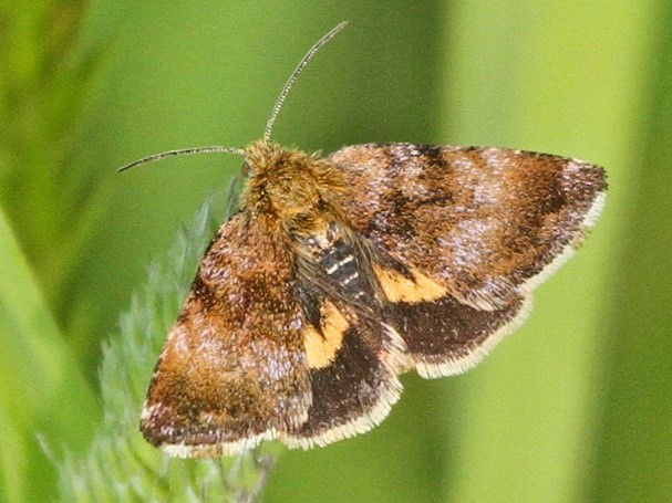 Wildlife at Cathedral Meadows