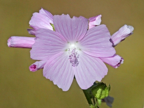 Wild flowers at Cathedral Meadows