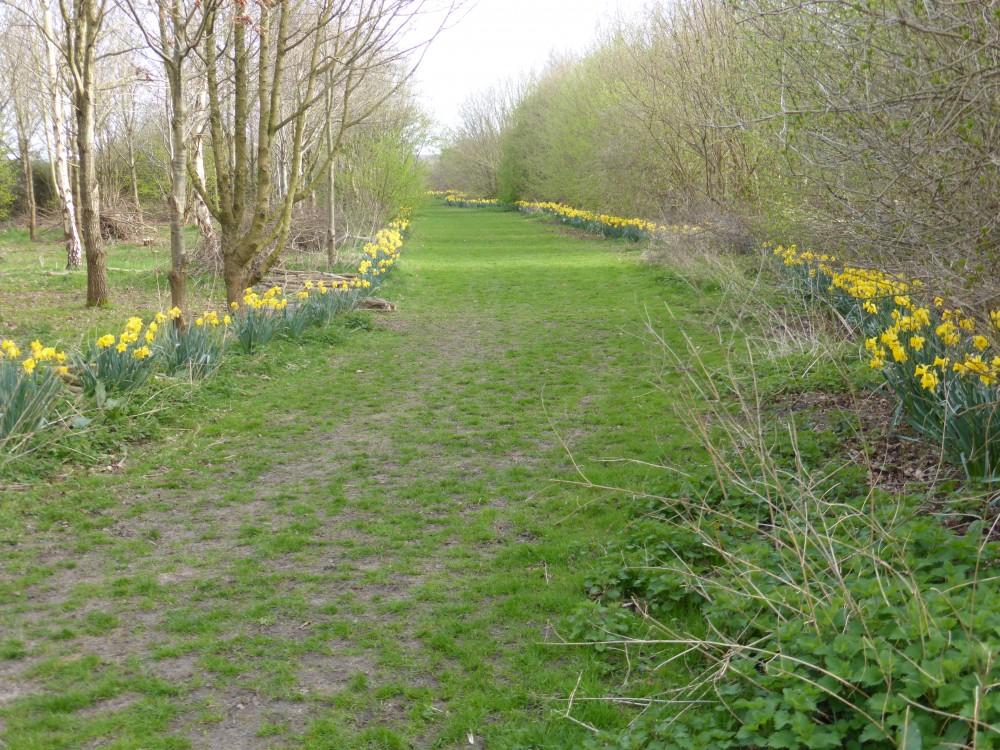 The main ride in Millenium Wood in Spring time