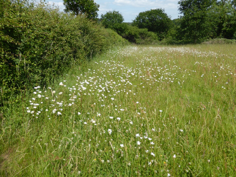 Wild Flowers at Cathedral Meadows