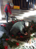 Preparing the poppy cascade